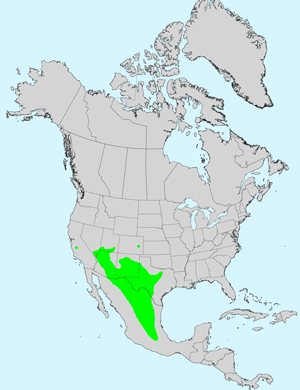 Pricklyleaf Dogweed, Thymophylla acerosa: Click image for full size map.